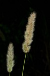 Annual rabbitsfoot grass