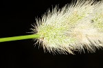 Annual rabbitsfoot grass