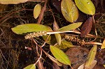 Waterthread pondweed