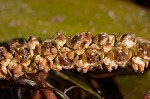 Waterthread pondweed