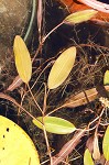 Waterthread pondweed