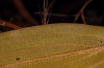 Waterthread pondweed