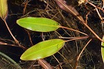 Waterthread pondweed