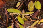 Waterthread pondweed