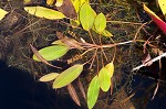 Waterthread pondweed