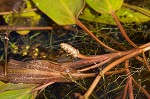 Waterthread pondweed