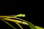 Waterthread pondweed