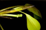 Waterthread pondweed