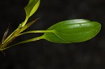 Waterthread pondweed