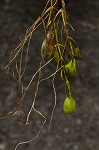 Waterthread pondweed