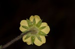 dwarf cinquefoil