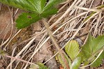 dwarf cinquefoil