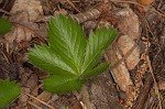 dwarf cinquefoil