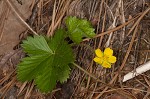 dwarf cinquefoil