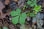 dwarf cinquefoil