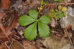 dwarf cinquefoil