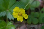 dwarf cinquefoil