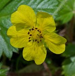 dwarf cinquefoil