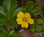 dwarf cinquefoil