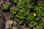 dwarf cinquefoil