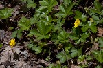 dwarf cinquefoil