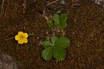 dwarf cinquefoil