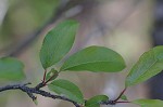 Chickasaw plum