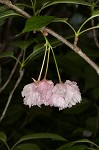 Japanese flowering cherry