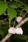 Japanese flowering cherry