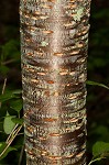 Japanese flowering cherry