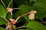 Japanese flowering cherry