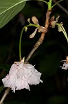 Japanese flowering cherry