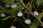 Japanese flowering cherry