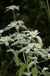 Whiteleaf mountainmint