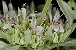 Whiteleaf mountainmint