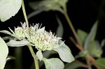 Whiteleaf mountainmint