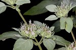 Whiteleaf mountainmint