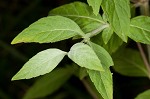 Whiteleaf mountainmint