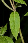 Whiteleaf mountainmint