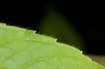 Whiteleaf mountainmint