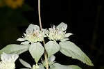 Whiteleaf mountainmint