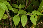 Whiteleaf mountainmint