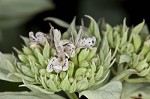 Whiteleaf mountainmint