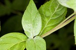 Whiteleaf mountainmint