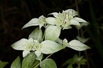 Whiteleaf mountainmint