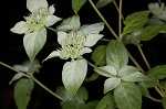 Whiteleaf mountainmint