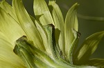 Carolina desert-chicory