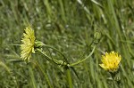 Carolina desert-chicory