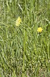 Carolina desert-chicory