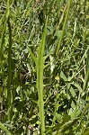 Carolina desert-chicory